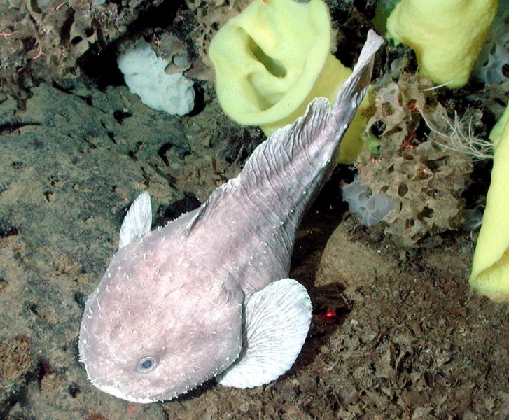 Blobfish live under deep sea level